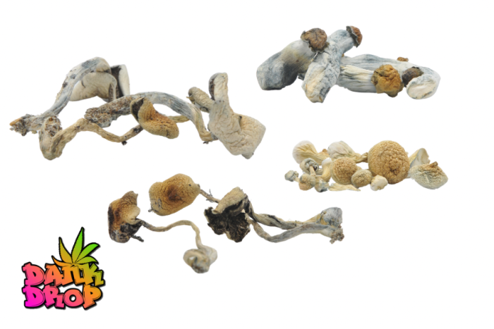 Dried Magic Mushroom Fruit